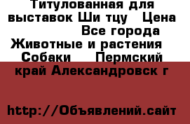 Титулованная для выставок Ши-тцу › Цена ­ 100 000 - Все города Животные и растения » Собаки   . Пермский край,Александровск г.